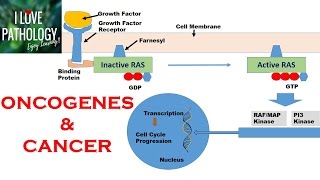 NEOPLASIA 2 HALLMARKS OF CANCER  Protooncogenes Oncogenes amp Oncoproteins [upl. by Nere]