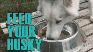 Easy Guide for Feeding Your Husky  Siberian Husky Academy [upl. by Woodring]