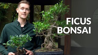 Ficus Bonsai tree care [upl. by Suciram]