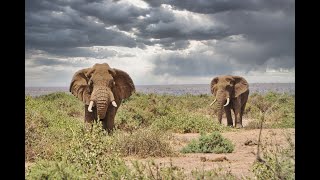 Amboseli Kenya Natural Park [upl. by Forward]