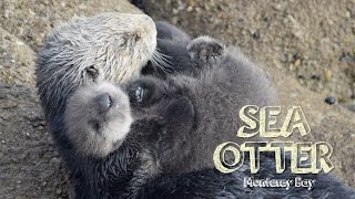 Sea Otter Baby in Monterey [upl. by Anekahs305]