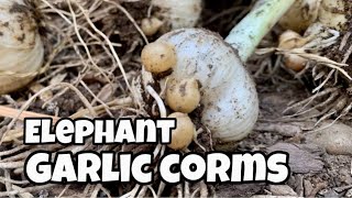 Garlic Corms  Grow Endless Supply of Elephant Garlic [upl. by Siuoleoj]