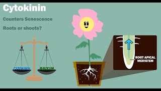 PLANT HORMONES  Auxin Gibberellin Cytokinin Ethylene Abscisic Acid [upl. by Tymon]