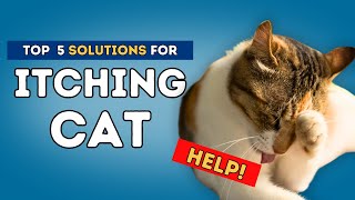 Itching Cat Help [upl. by Tony230]