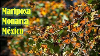 La Mariposa Monarca ★ Documental Mexicano 🌷 🌟 [upl. by Maridel526]