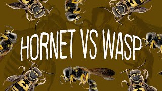 Hornet VS Wasp  Whats The Difference [upl. by Elbart]