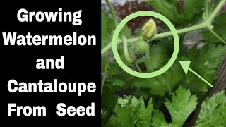 Growing Watermelon and Cantaloupes From Seed Episode 5 [upl. by Nolyarg201]