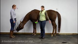 Rotator Cuff Issues in Horses Improve Shoulder Movement Alignment and Performance [upl. by Hachman20]