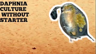 HOW TO CULTURE DAPHNIA NATURALLY WITHOUT A STARTER [upl. by Essilem291]