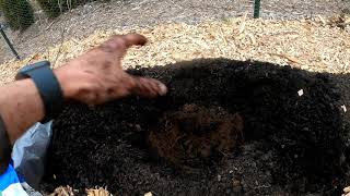 How to Acidify Your Soil Blueberry Bush Planting [upl. by Norward]