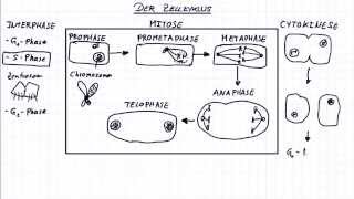 Die Mitose Der Zellzyklus [upl. by Medlin]