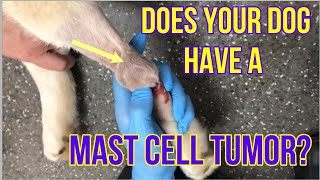 Does Your Dog Have A Mast Cell Tumor Heres What You Need To Know  VLOG 128 [upl. by Setiram]