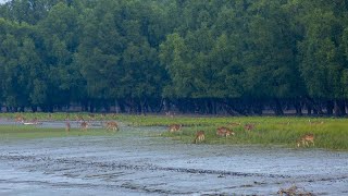 नीलगिरि पर्वत श्रृंखला के जैवमंडल।—Nilgiri Biosphere Ecosystem amp Wildlife—HindiDocumentary EP2 [upl. by Catlee768]