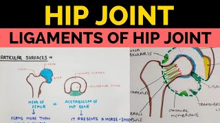 Hip Joint  1  Ligaments of Hip Joint [upl. by Ontina]