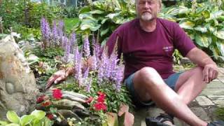 7 Hardy Perennials  Astilbe [upl. by Garaway]