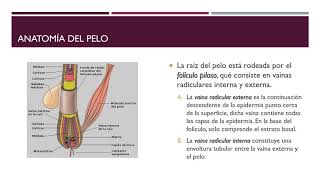 Sistema tegumentario  Estructuras anexas a la piel [upl. by Uyerta]