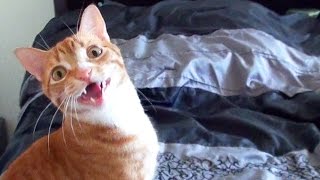 Funny Cats and Kittens Meowing Compilation [upl. by Lindahl622]