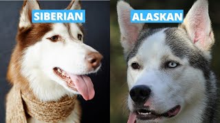 Siberian vs Alaskan Husky  Five Main Differences [upl. by Atinahs]