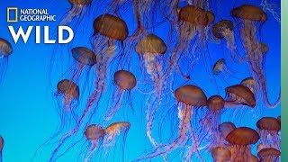 Jellyfish 101  Nat Geo Wild [upl. by Mccreary]