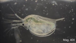 Daphnia magna under the Microscope [upl. by Ynneb]