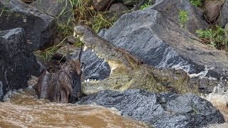 Huge crocodile kills wildebeest [upl. by Bambi460]