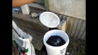 Making Fish Emulsion Fertilizer [upl. by Jaquelin796]