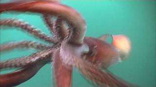 The Fierce Humboldt Squid  KQED QUEST [upl. by Htesil]