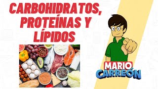 Carbohidratos Proteínas y Lípidos 🥑 [upl. by Susana]