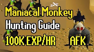 Maniacal Monkey Hunting Guide  AFK Hunter Method  100K ExpHr [upl. by Melisa40]