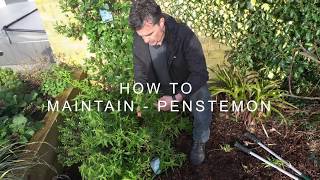 How to maintain  Penstemon [upl. by Pricilla41]