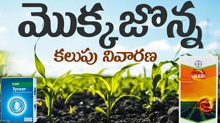 మొక్కజొన్నలో కలుపు నివారణ  Mokkajonnalo kalupu nivarana [upl. by Aggappera]