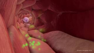 Extravasation of Neutrophils [upl. by Chura]