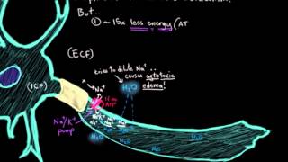 Khan Academy  The Ischemic Cascade in Stroke [upl. by Hawk308]