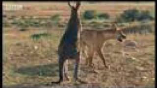 Wallaroo vs dingo  BBC wildlife [upl. by Struve]