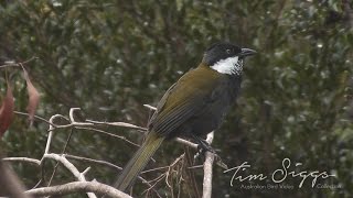 Eastern Whipbird call Psophodes olivaceus HD Video clip 12 Tim Siggs ABVC [upl. by Allsun]