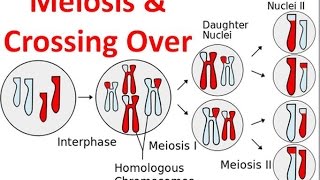 Meiosis amp Crossing Over [upl. by Yeslah]