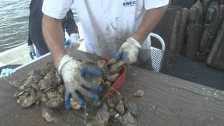 New Way to Grow Oysters [upl. by Seyer]