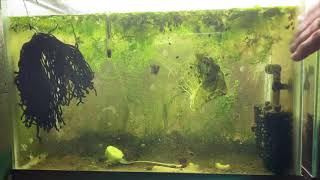 Scuds Daphnia Cherry Shrimp Copepods My aquatic food culture [upl. by Gaivn]