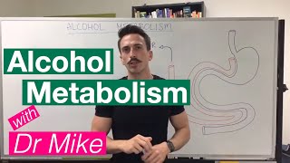 Alcohol Metabolism [upl. by Scevo]