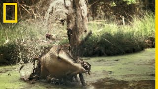 Un crocodile chasse le wallaroo [upl. by Anaujait563]