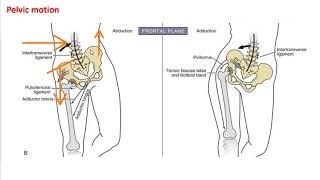 The Hip and Pelvic Girdle  Movement [upl. by Nosrej]