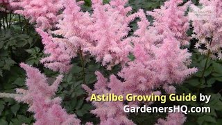 Astilbe Growing Guide by GardenersHQ [upl. by Pat]