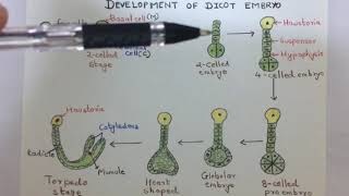 Development of dicot embryo [upl. by Amadas]