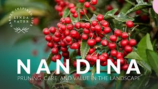 N A N D I N A Pruning • Care • Landscape Value  Linda Vater [upl. by Tniassuot]