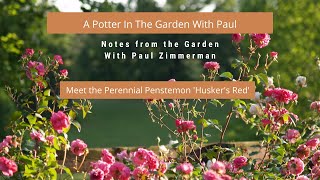 Meet The Perennial Penstemon Huskers Red [upl. by Monty]