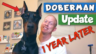 My Doberman Puppy is 1YearOld [upl. by Eneliak225]