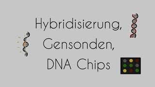 Hybridisierung Gensonden DNA Chips  Lisa [upl. by Yrroc]