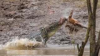 Crocodile Attacks Kangaroo Amazing footage [upl. by Aita]