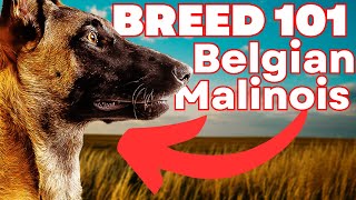 BELGIAN MALINOIS 101 Everything You Need To Know About the Belgian Malinois [upl. by Liatris227]