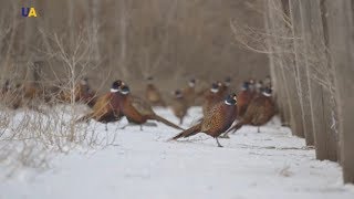 Pheasants Rearing  My Land [upl. by Ahsinot]